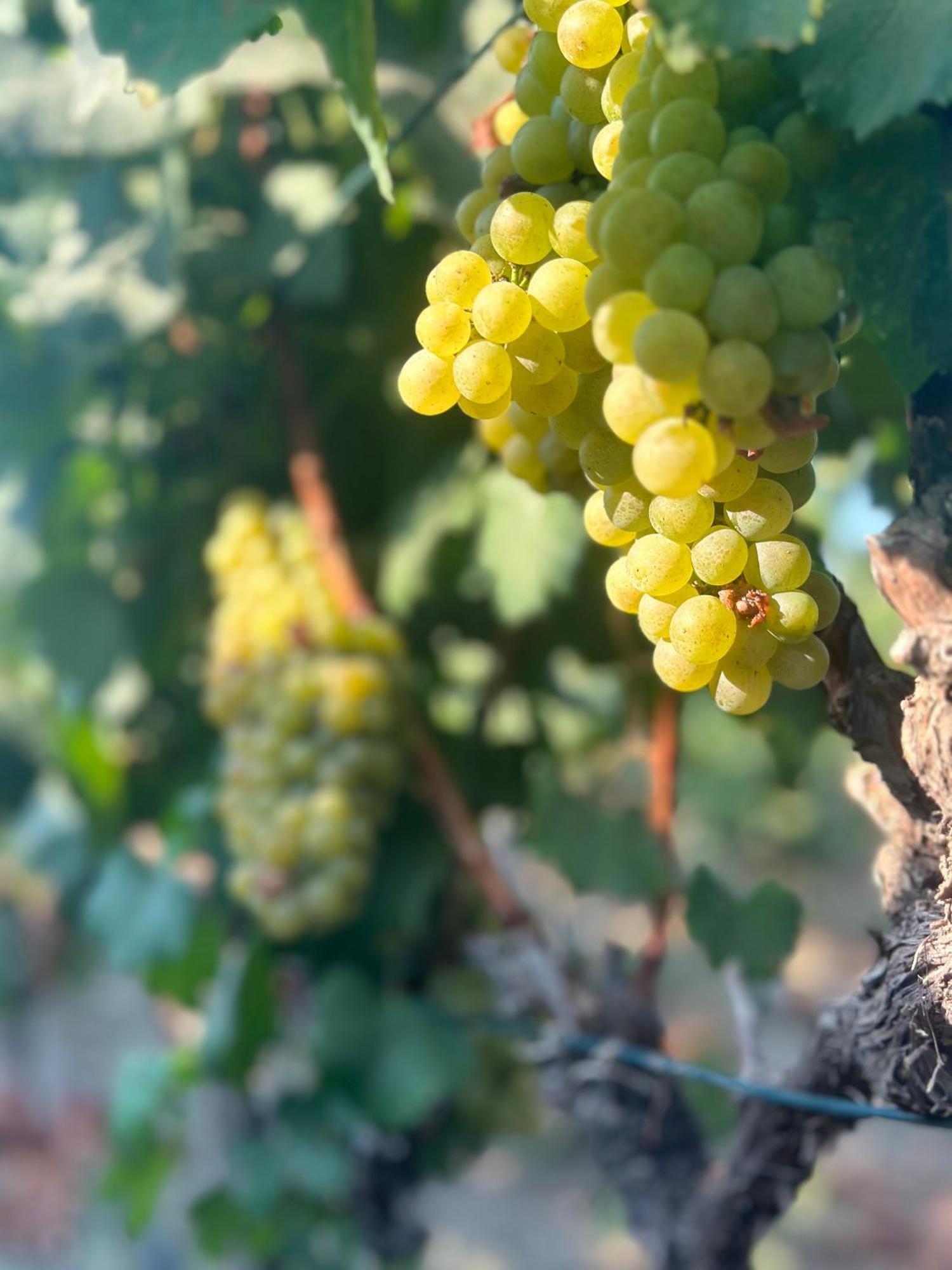 Datca Vineyard Guesthouse Buitenkant foto
